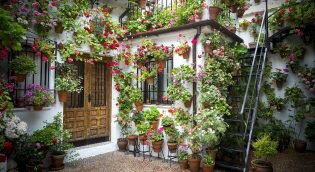 Come Traslocare Casa se dovete spostare delle Piante